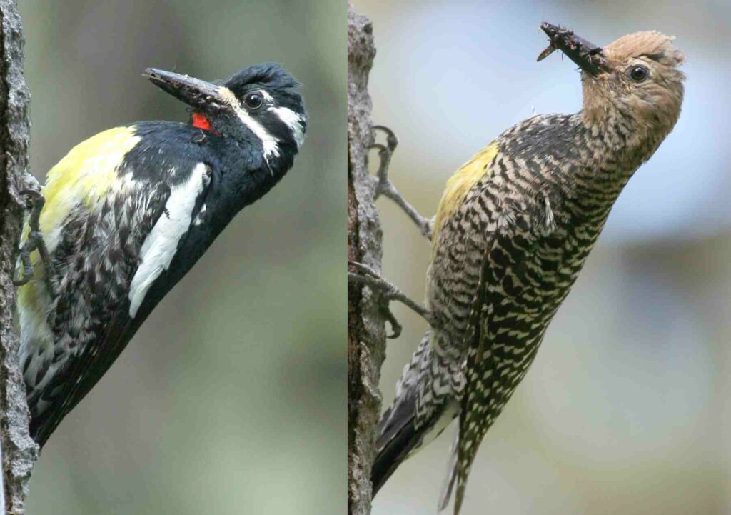 Williamson's Sapsucker pair - male on the left, female on the right. These birds are delivering food (ants and other insects) to nestlings. Photo © Les Gyug