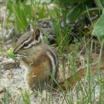 A Yellow Pine Chipmunk - a common species in the Harmon Lake area. Photo: © Carol Maryga