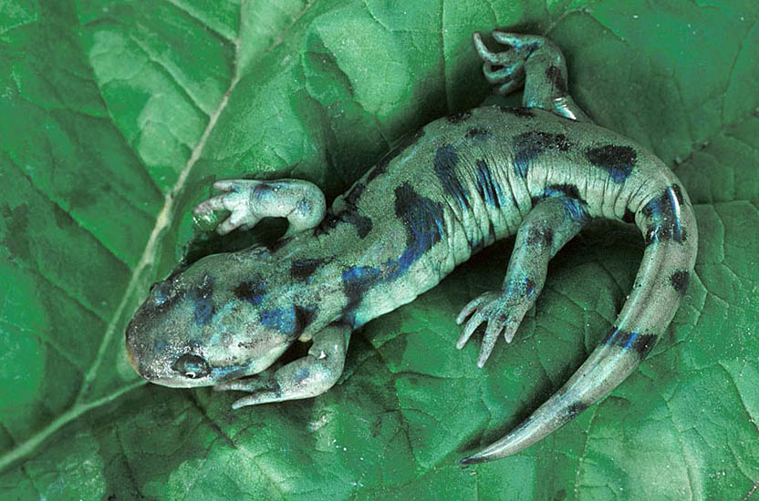 The Tiger Salamander (Ambystoma mavortium) is listed as Endangered in Canada. The only place they live in Canada is the  Okanagan grasslands. Photo - courtesy Doreen Olson.